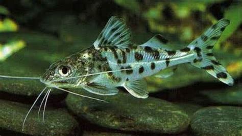 Pictus Catfish (Pimelodus pictus) | Tropical Fish Keeping