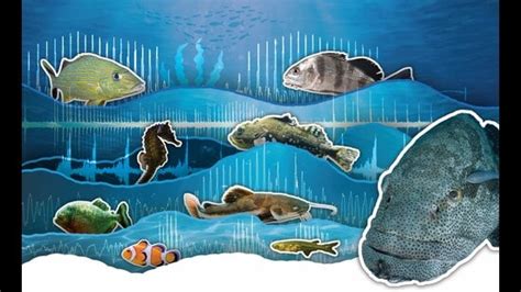Image result for How Do Fish Sound