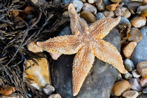 50 Types of Starfish With Pictures - Facts.net