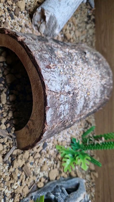 Image result for Silver Spring Tails