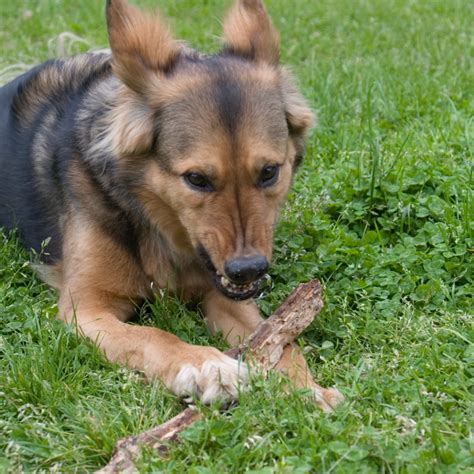 Resource Guarding - Doherty Dog Services