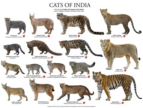 Pin by Jairo Tadeu Baptista on TIGRES | Silly animals, Animals wild ...