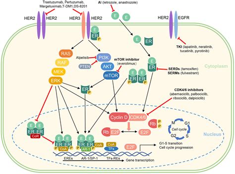 Frontiers | Treatment strategies for hormone receptor-positive, human epidermal growth factor ...