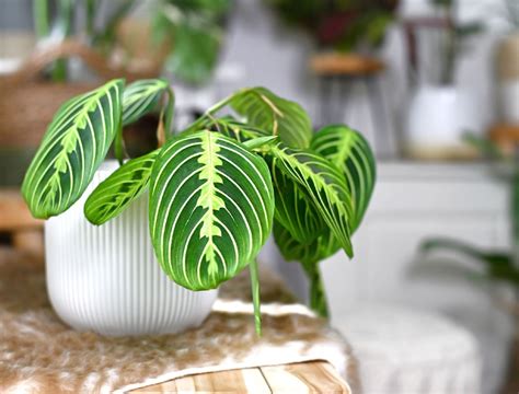 Add Prayer Plants To Your Houseplant Collection