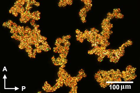 Liquid Crystal Laboratory(RRI)