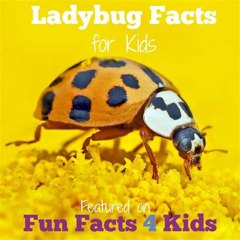 Fascinating and Fun Ladybug Facts for Kids – Fun Facts 4 Kids