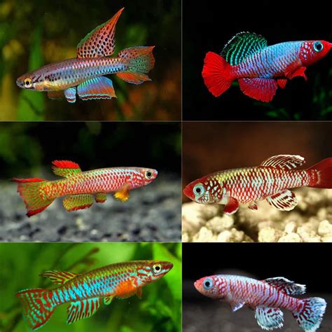 Shop Sessional Fishes at FRESHWATERAQUATICA | FRESHWATERAQUATICA
