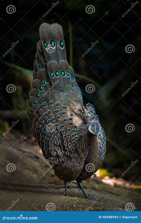 Portrait Close Up of Male Rare Grey Peacock-Pheasant Stock Photo ...
