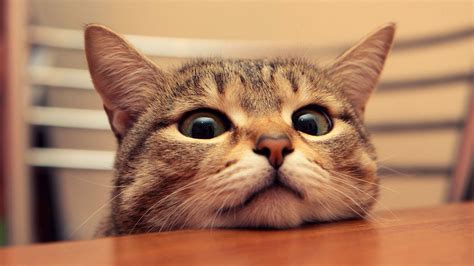 Funny Cat Desktop Wallpaper (66+ images)