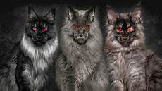 cat breed top 10 black cat breeds cat breed top 10 black cat breeds