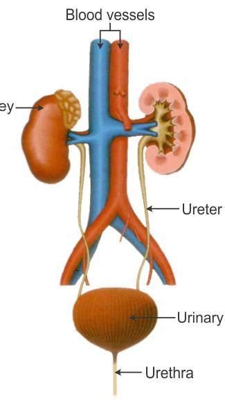 Draw a neat diagram of human excretory system and label the parts that ...