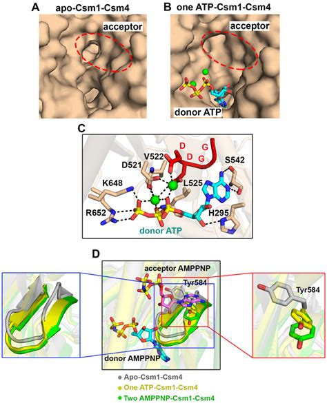 Image result for CSM CP4