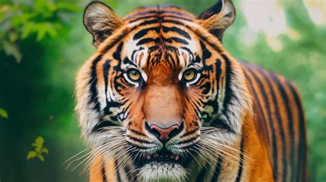 Sfondi Desktop Tigre Fantastici
