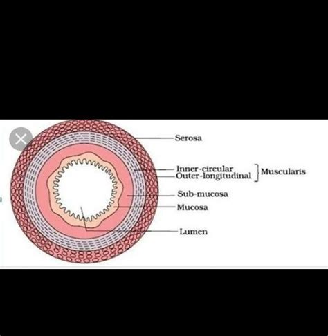 diagrammatic representatiom of transverse section of gut...want diagram ...