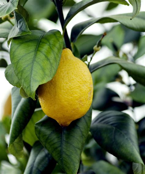 Image result for Full-Grown Lemon Tree