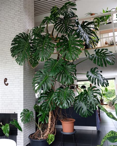 If you have the space, let your monstera take over! | Big indoor plants ...