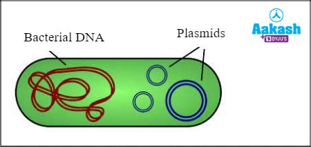 Cloning Vector: Definition, Types, Characteristics & Diagram | AESL