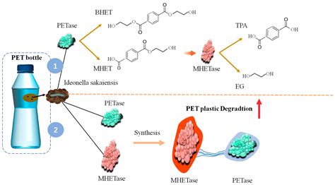 Biological Degradation of Plastics and Microplastics: A Recent ...