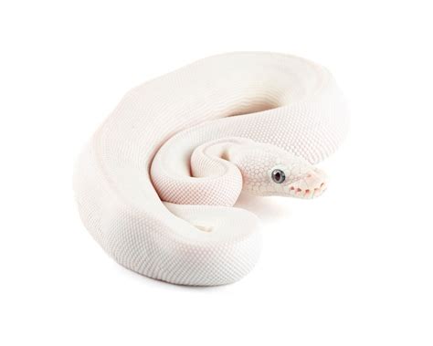 Python regius morphs | Terrariedjur.se