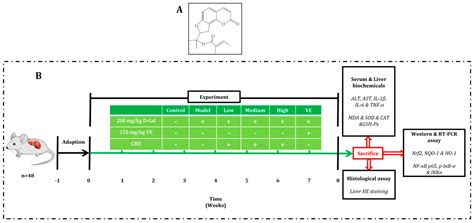 Anti-Inflammatory Effect of Columbianadin against D-Galactose-Induced ...