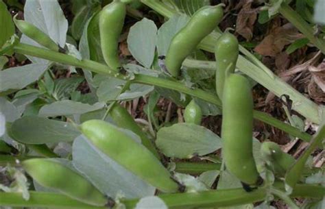 蚕豆的生长过程，图解蚕豆生长全过程 - 种植技术 - 第一农经网