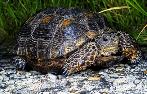 Animals With Shell Body Covering