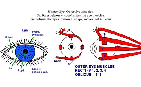 Do It Yourself - Natural Eyesight Improvement - Original and Modern ...