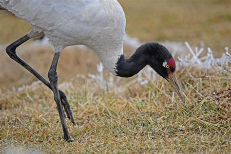 India’s black-necked cranes need your help | Condé Nast Traveller India ...
