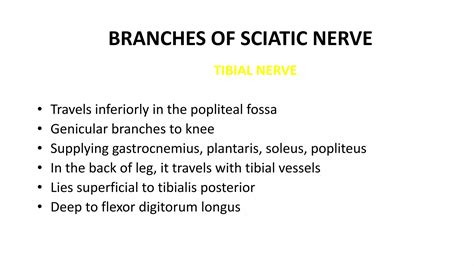 ANATOMY OF SCIATIC NERVE AND FOOT DROP | PPTX