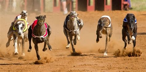 This Is Another Level Of Doping - Greyhound Tests Positive For Cocaine ...