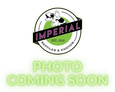 Highway Ball Python 的图像结果