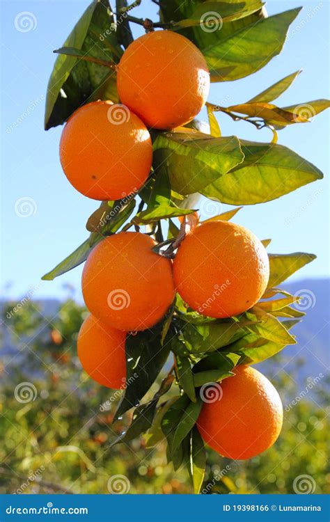 Branch Orange Tree Fruits Green Leaves in Spain Stock Photo - Image of ...