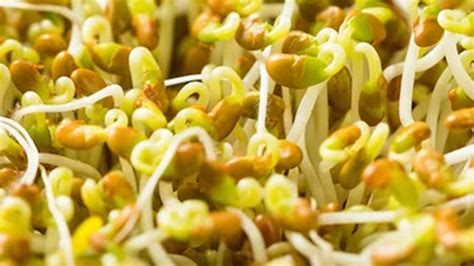 Kidney Bean Sprouts Nutritional Value Per 100G at Caitlin Grimmett blog