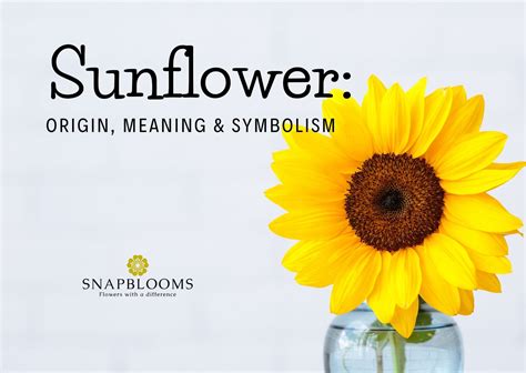 Sunflower: Origin, Meaning & Symbolism