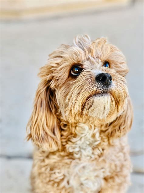 Cavapoo Puppies Make Adorable Companions - Top Tips - Housesitmatch Blog