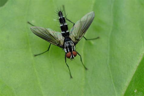 Image result for Bot Fly Control