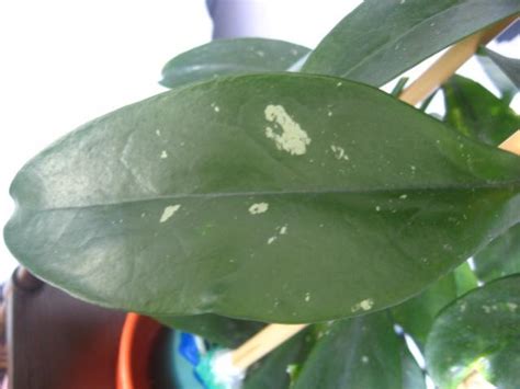 Hoya Lobbii - agaclar.net