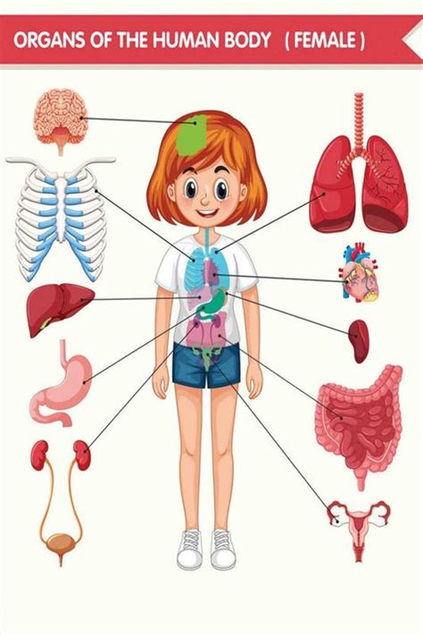 Kids Educational Sticker Poster On "Female Body Organs"|Sticker Poster ...