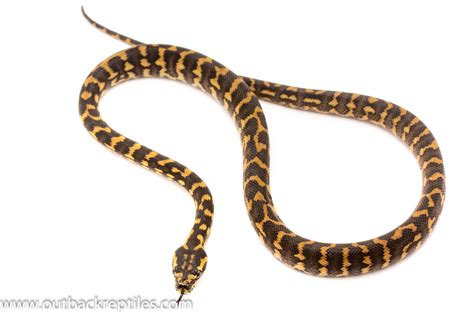 Image result for Carpet Python Baby