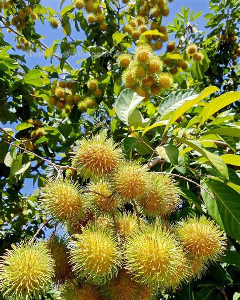 THE GREEN VIEW GARDEN Rare Yellow Rambutan Hybrid Exotic Fruit Grafted ...