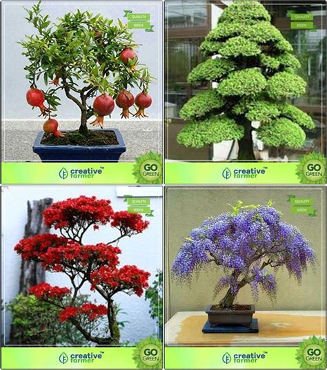 Creative Farmer Bonsai Suitable Seeds : Seed For Garden Balcony Combo ...