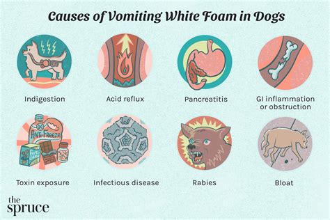 Why Your Dog Is Vomiting White Foam & What To Do