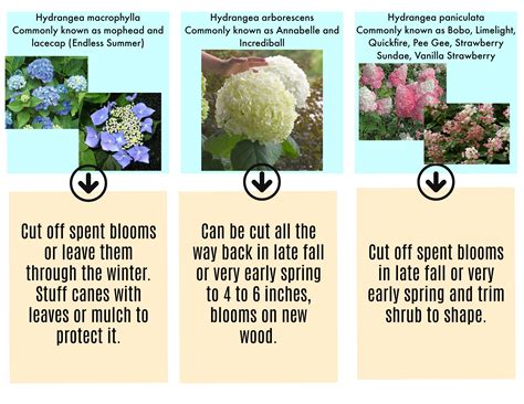 How and when to prune your hydrangea.