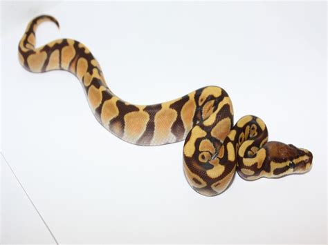 Image result for Enchi Royal Python