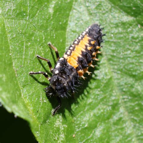 Image result for Ladybug Science Activities