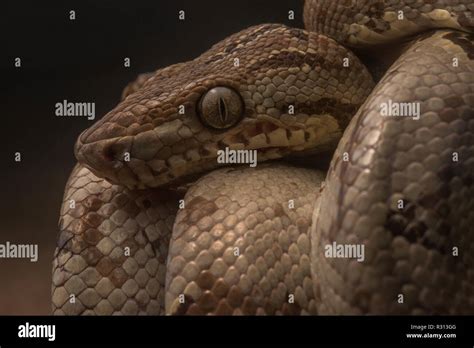 Amazon Tree Python 的图像结果