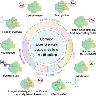 Most Common Post Translation Modification of Protein 的图像结果