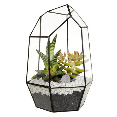 Urban Botanist Gem Succulents Aztec Terrarium