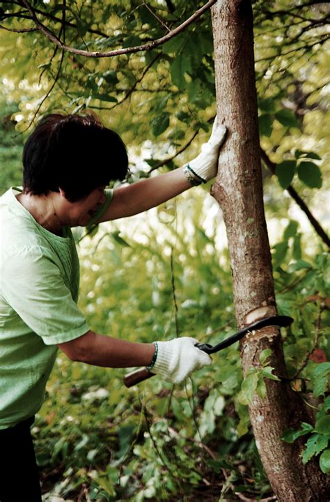 Tree Felling Methods 的图像结果