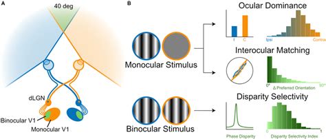 Human Visual System Binocular 的图像结果